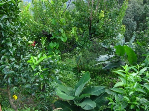 Inside the Food Forest Garden of Lila Devi