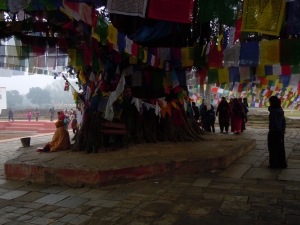 The tree Buddha was born under