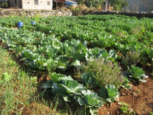 The organic farm in Gerkhutar