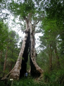 Matze and Giant giant Tingle Tree