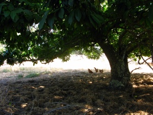 Chooks under a Chestnut tree