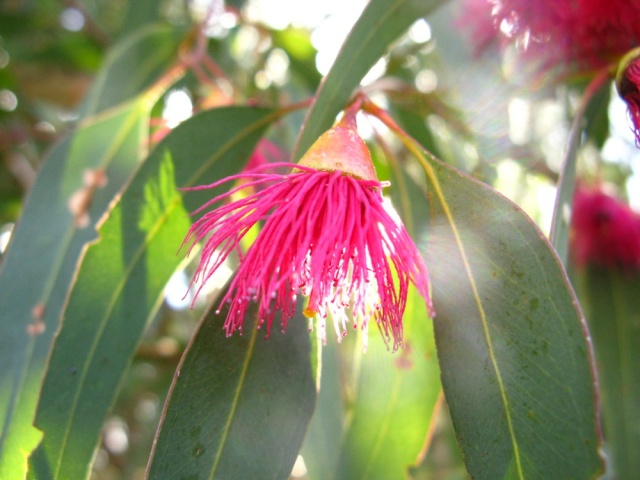 Eukalyptusblüte - Gum tree flower